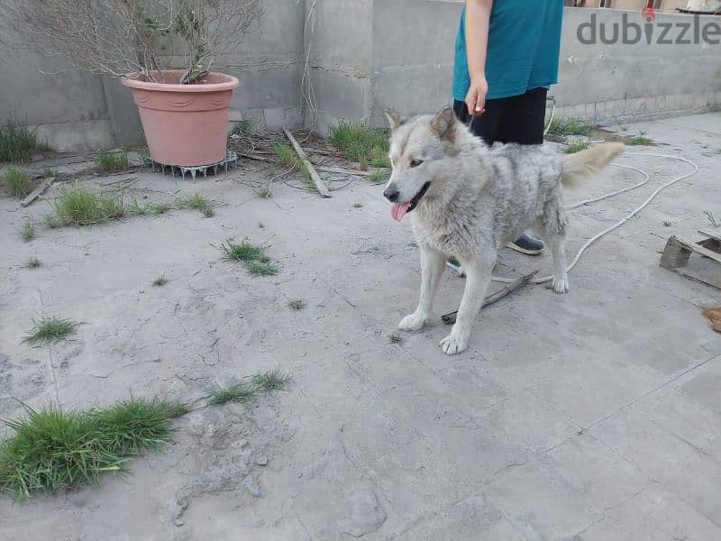 الاسكا مالموت (نتاية) مستوي ممتاز Alaskan malamute 4