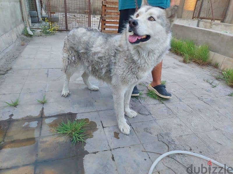 الاسكا مالموت (نتاية) مستوي ممتاز Alaskan malamute 5