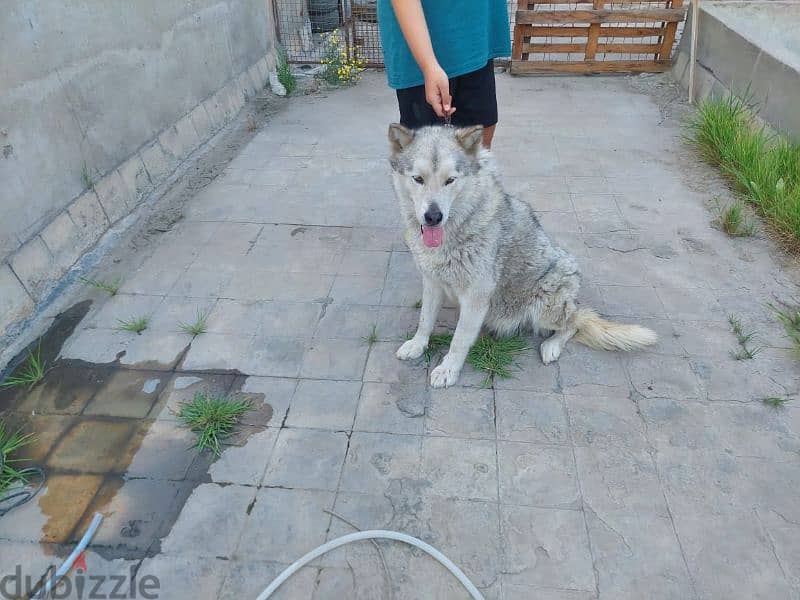 الاسكا مالموت (نتاية) مستوي ممتاز Alaskan malamute 6