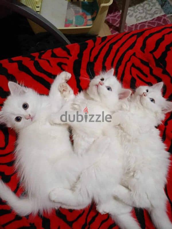 قطط شيرازي بيرشن ولد و بنت ذكر انثي Persian male and female cats 1