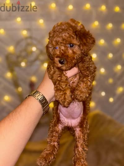 toy poodle