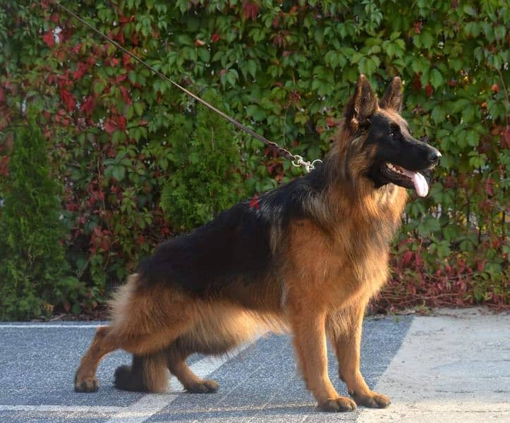 Male German shepherd puppies Female جراوي جيرمن شيبرد ذكر ولد بنت انثي 8