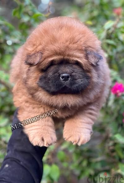 جراوي اتشاو اتشاو chow chow puppies pure