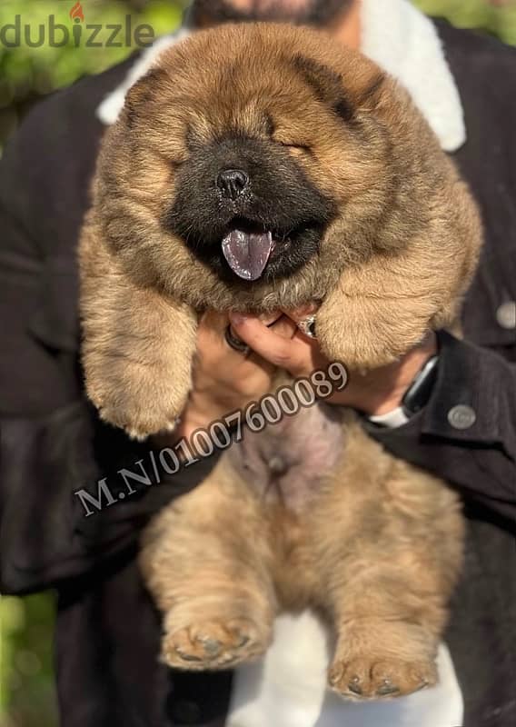 جراوي اتشاو اتشاو chow chow puppies pure 1