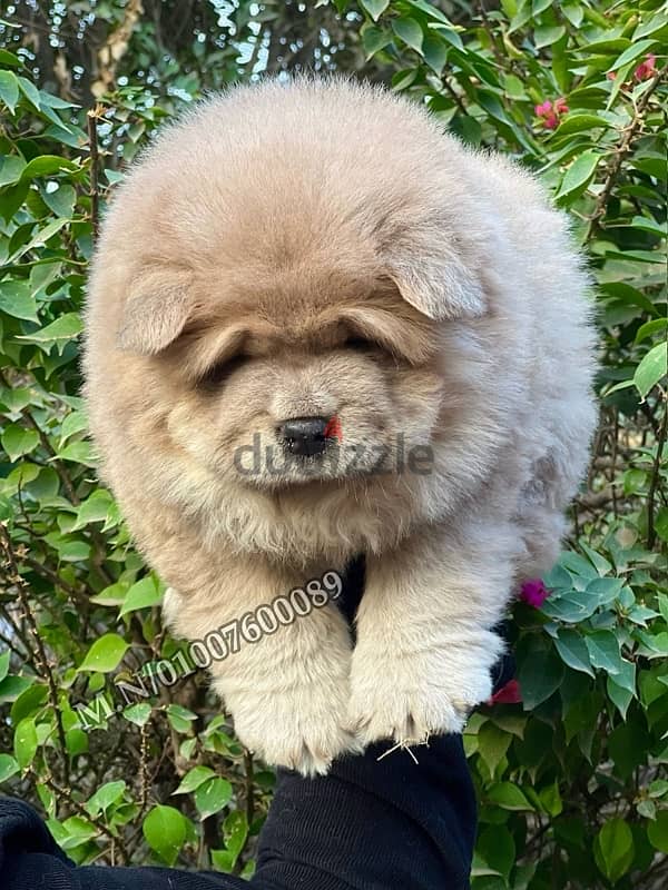 جراوي اتشاو اتشاو chow chow puppies pure 2