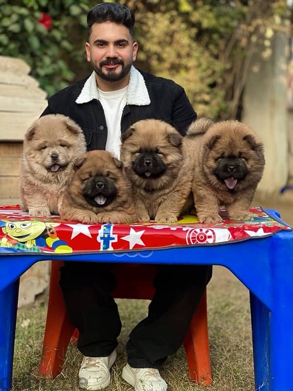 جراوي اتشاو اتشاو chow chow puppies pure 4