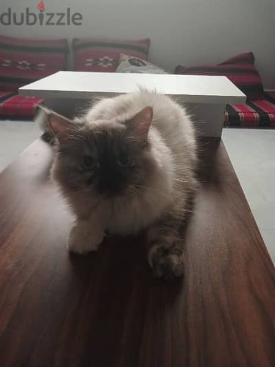 female himalayan cat comes with two food and water  iron bowls