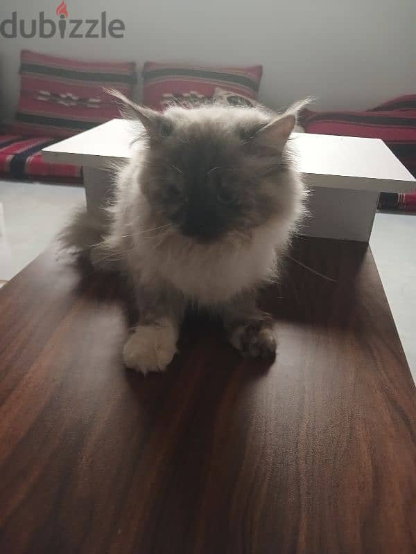 female himalayan cat comes with two food and water  iron bowls 1