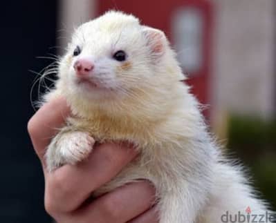 Ferrets