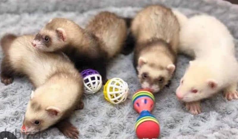 Ferrets 1