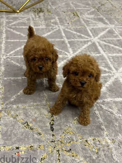 بودل toy poodle