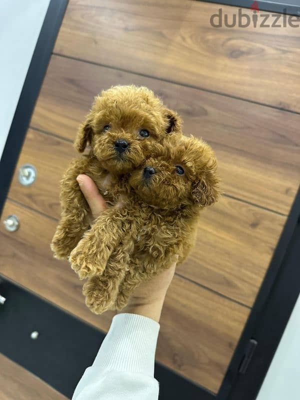 بودل toy poodle 3