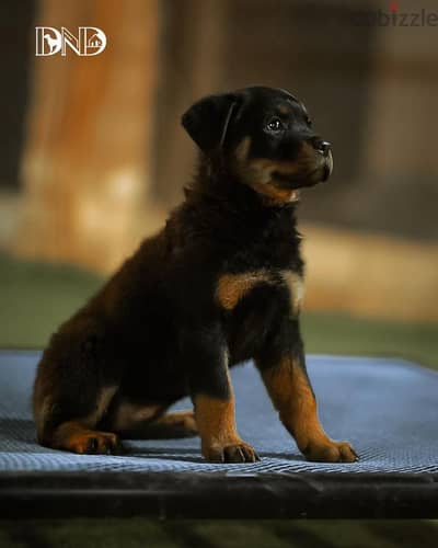 كلاب روت وايلر rottweiler dogs