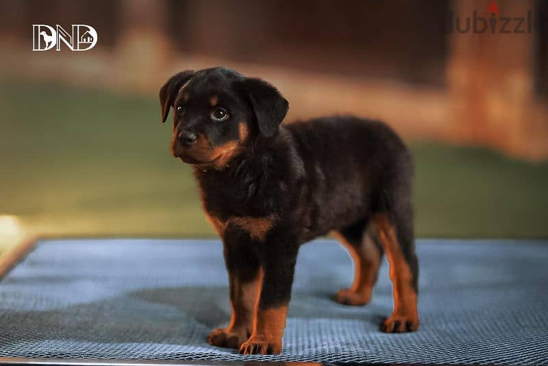 كلاب روت وايلر rottweiler dogs 1