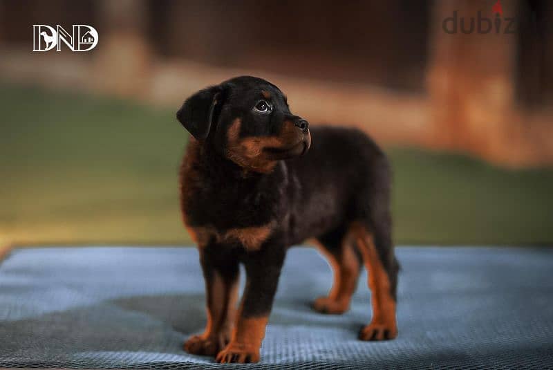 كلاب روت وايلر rottweiler dogs 2