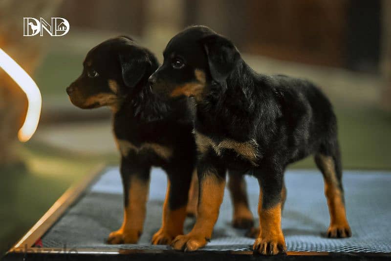 كلاب روت وايلر rottweiler dogs 3