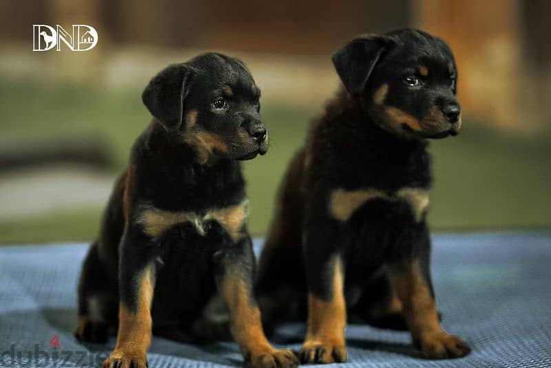 كلاب روت وايلر rottweiler dogs 5