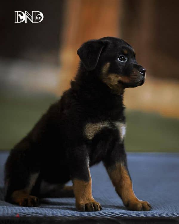 كلاب روت وايلر rottweiler dogs 6