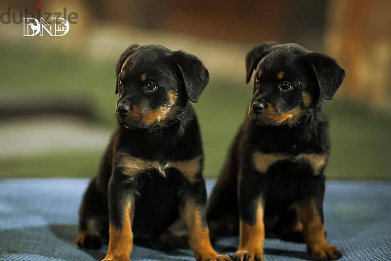 كلاب روت وايلر rottweiler dogs 7