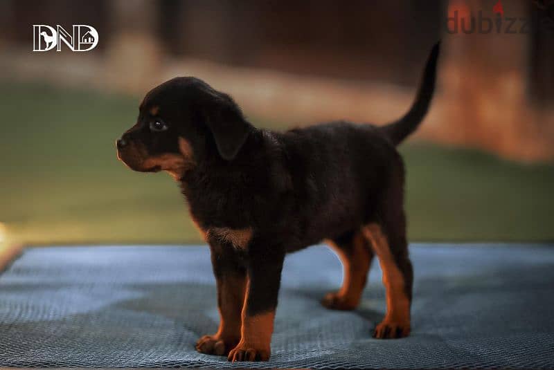 كلاب روت وايلر rottweiler dogs 8