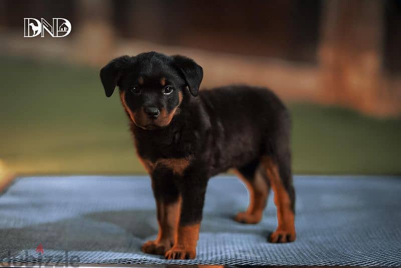 كلاب روت وايلر rottweiler dogs 9