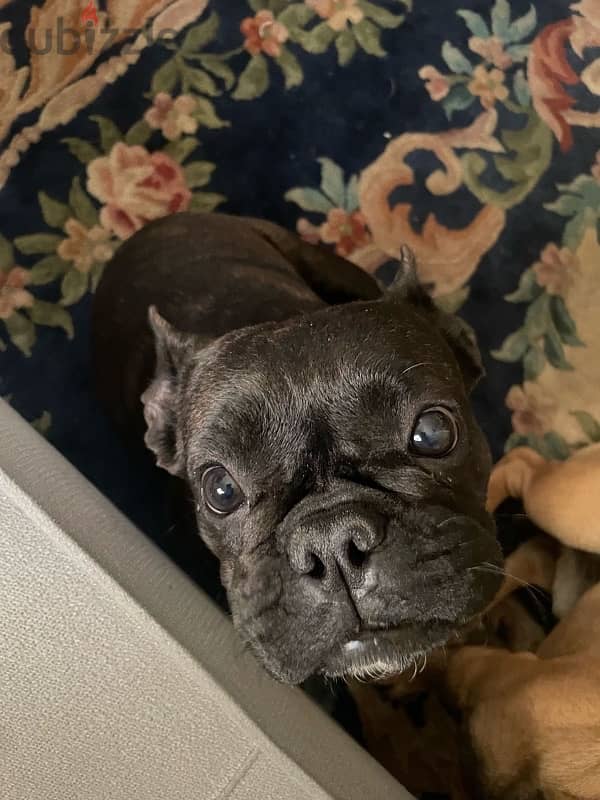 French Bulldog Female - نتايه فرنش 3