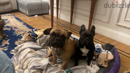 French Bulldog Female - نتايه فرنش