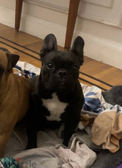 French Bulldog Female - نتايه فرنش