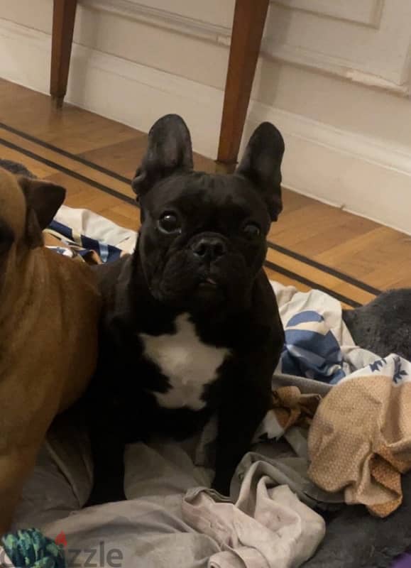 French Bulldog Female - نتايه فرنش 5