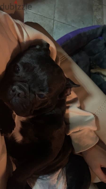 French Bulldog Female - نتايه فرنش 1