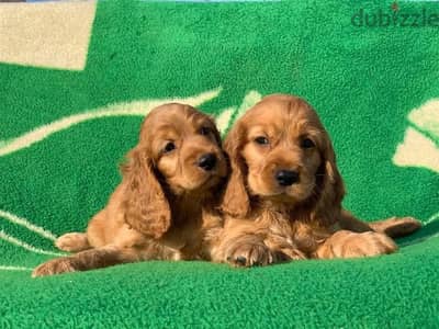 cocker spaniel كوكر اسباني