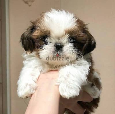 shih tzu شيتزو