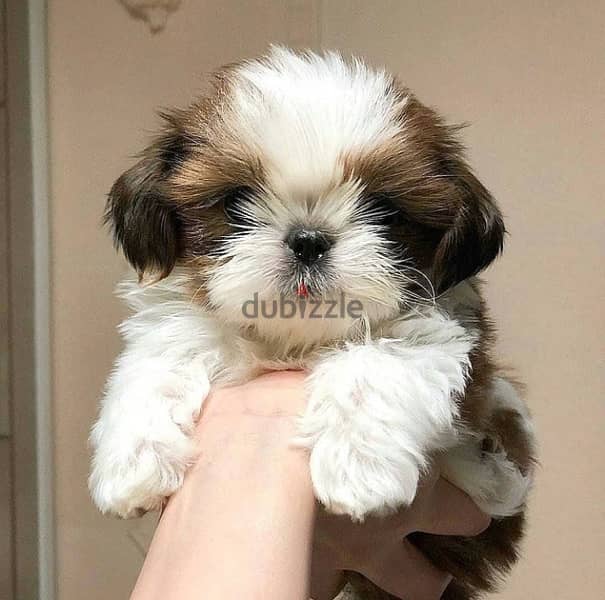 shih tzu شيتزو 0