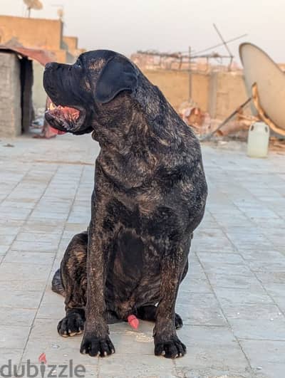 male cane corso ready for marriage - ذكر كين كورسو متاح للزواج