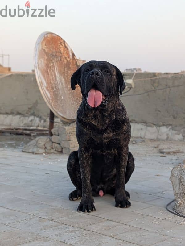 male cane corso ready for marriage - ذكر كين كورسو متاح للزواج 1