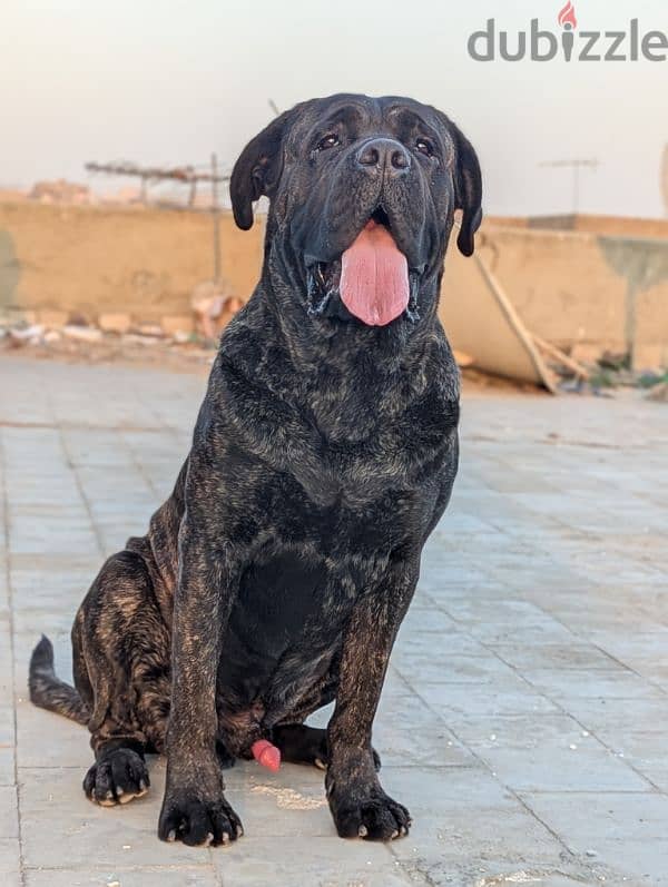 male cane corso ready for marriage - ذكر كين كورسو متاح للزواج 2