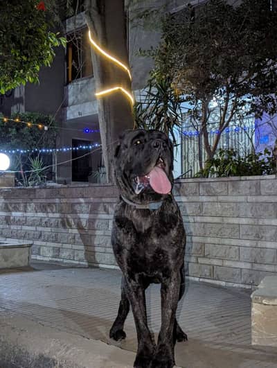 male cane corso ready for marriage - ذكر كين كورسو متاح للزواج