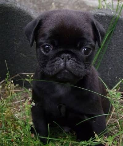 female pug for sale