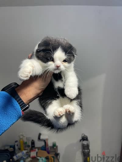 Scottish fold male 3 mos old