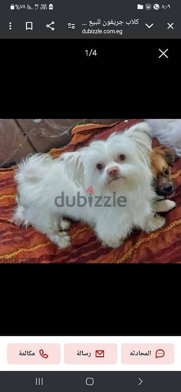 griffon dogs for sale 4