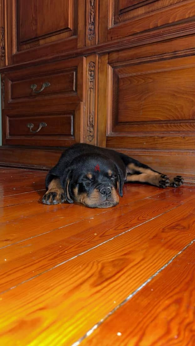 Pure Rottweiler puppy 0