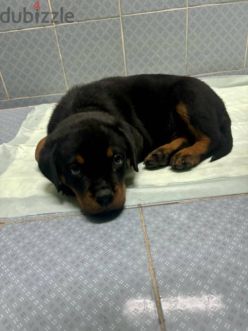 Pure Rottweiler puppy 1