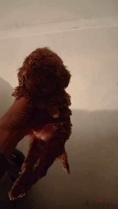 بودل toy poodle female