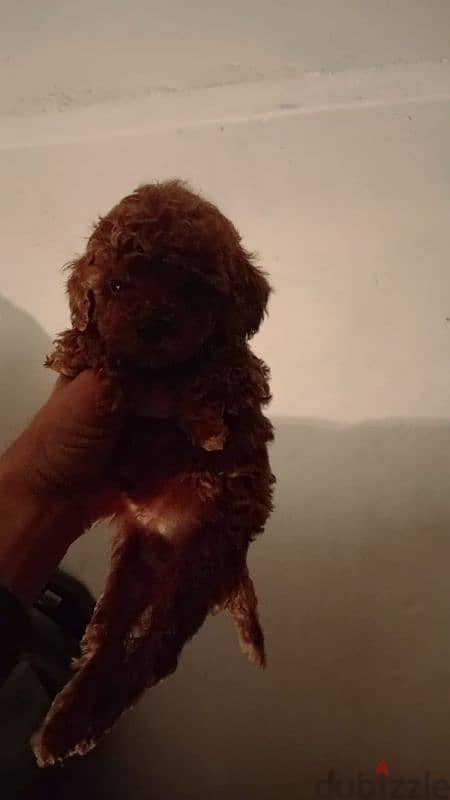 بودل toy poodle female 0