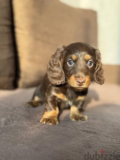 Rabbit longhaired dachshund boys from Russia