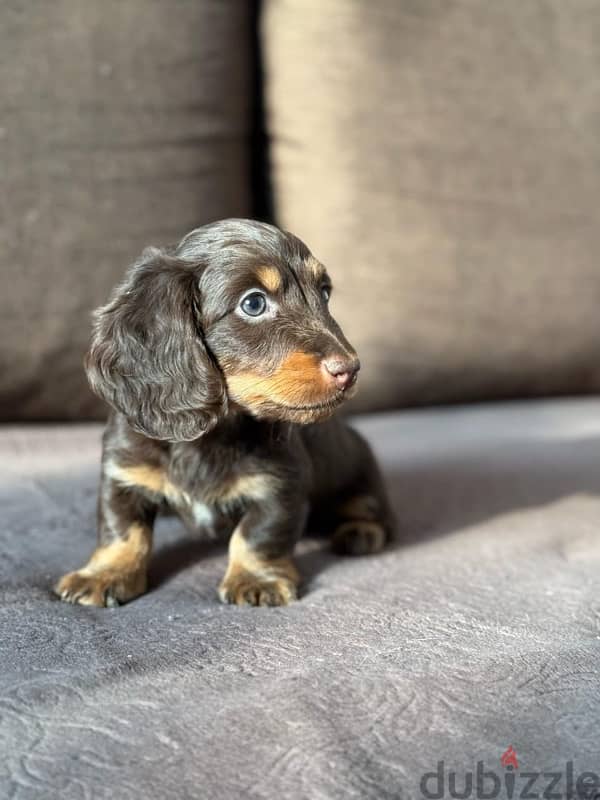 Rabbit longhaired dachshund boys from Russia 2