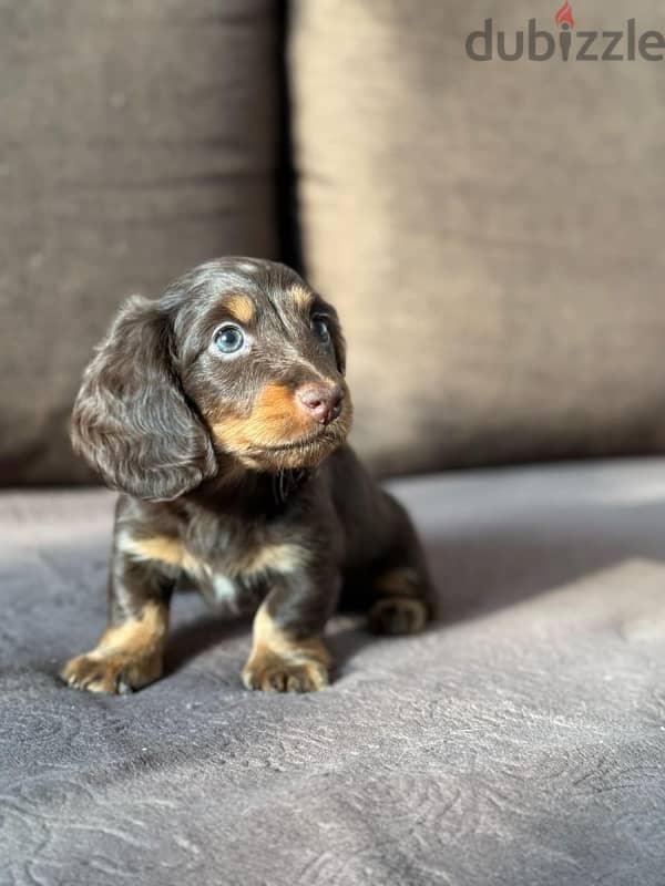 Rabbit longhaired dachshund boys from Russia 3