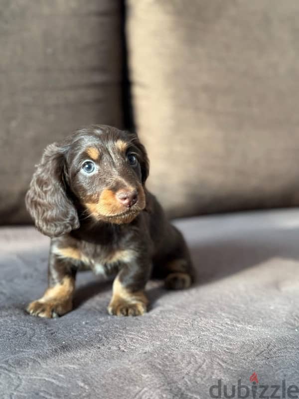 Rabbit longhaired dachshund boys from Russia 4