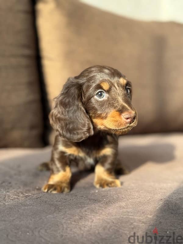 Rabbit longhaired dachshund boys from Russia 5