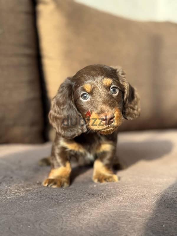 Rabbit longhaired dachshund boys from Russia 6